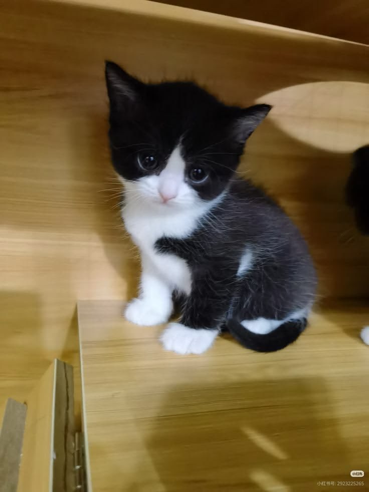 henriqez tweet media