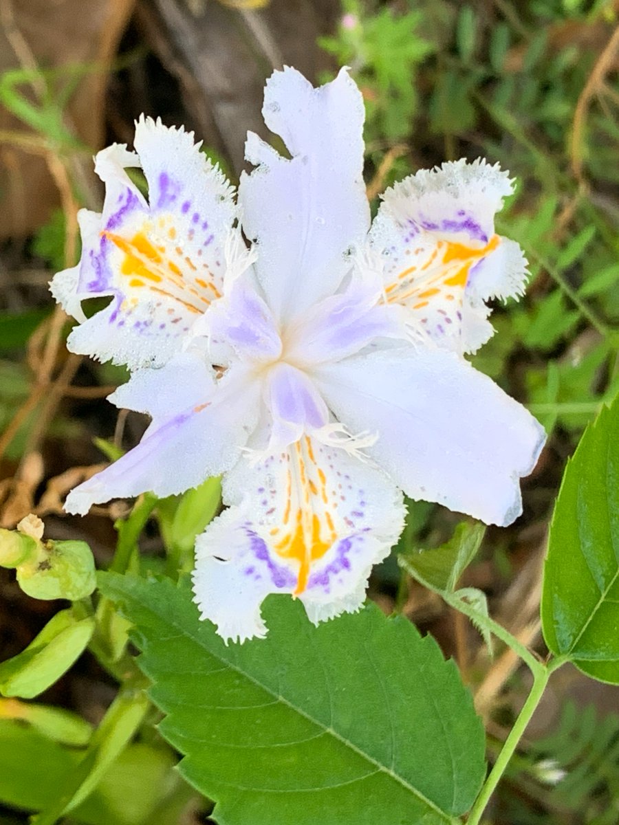 💝 ひかり双極症２型 tweet media