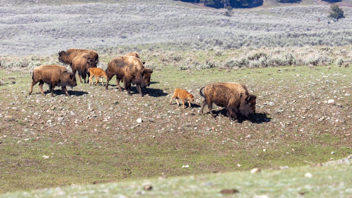 ynpforever tweet media