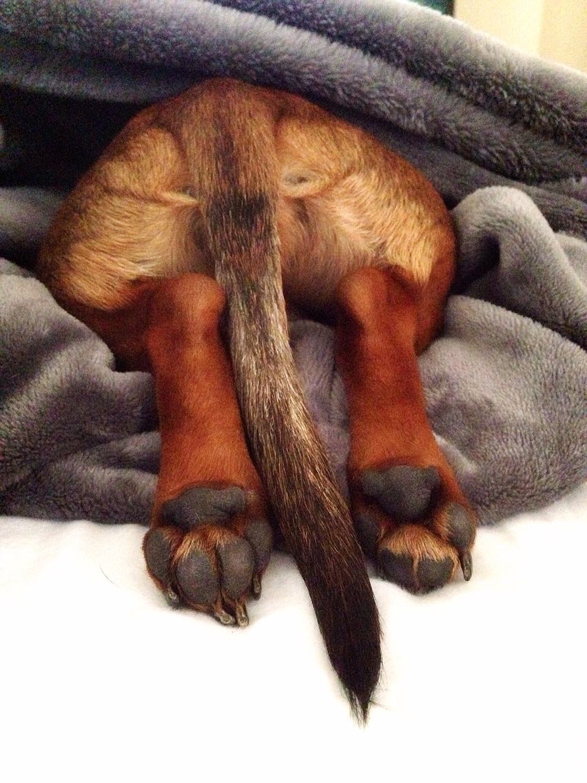 Salsichinhas tweet media