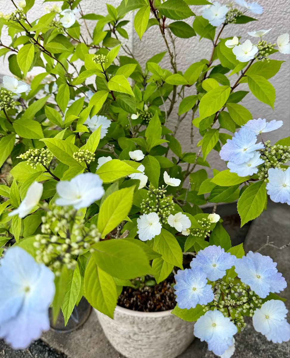 みゆき🐰はいからさん🧡 tweet media