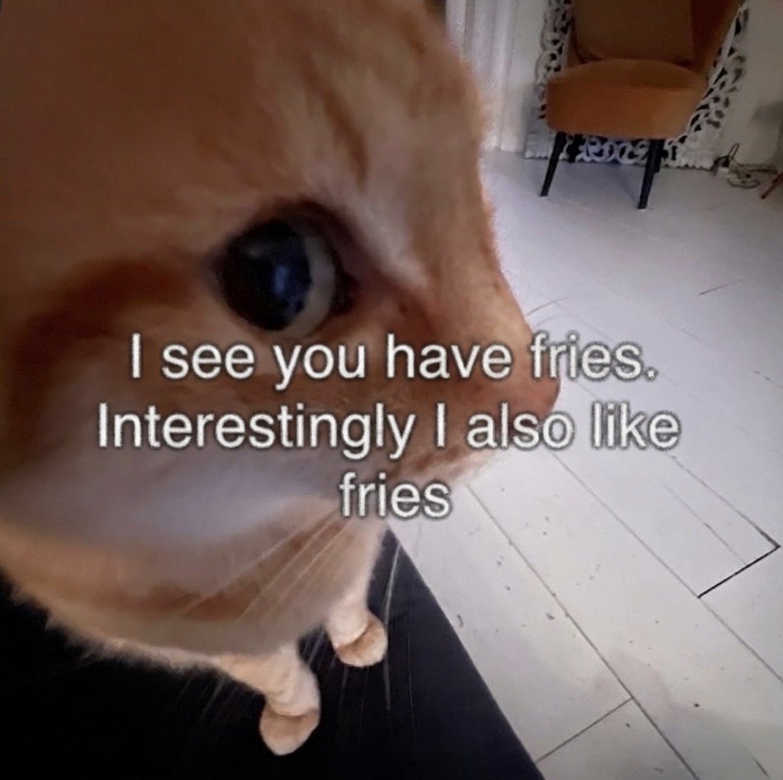 cat memes tweet media