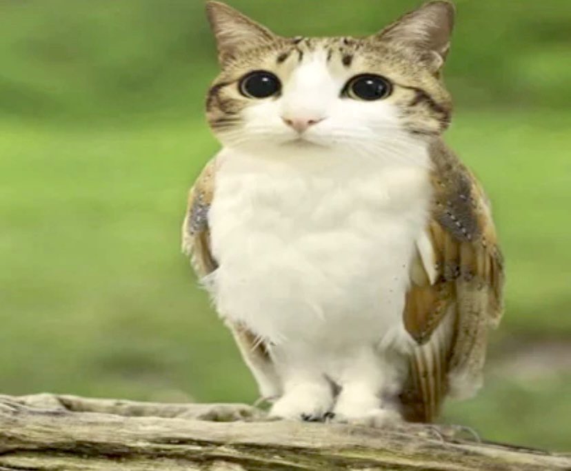 VERSDETERRES's tweet photo. je zappe chez les darons : 
- jeu IA à VTEP
- gros plan de robert ménard qui rit à un sketch sur la 2
- juju fitcats présente un jeu télé sur la 6
- RMC découverte passe littéralement juste un live de nasdas https://t.co/z6s1Hefiwj