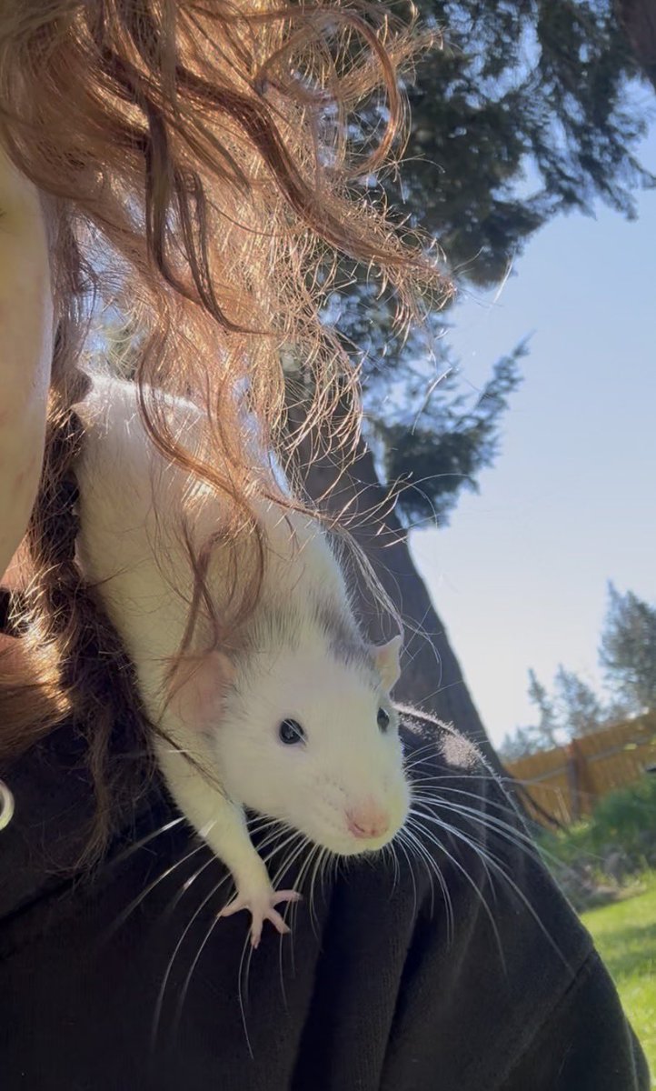 🔮𝐌𝐨𝐫𝐧𝐢𝐧𝐠 𝐒𝐭𝐚𝐫 🐀 || Gheattle tweet media