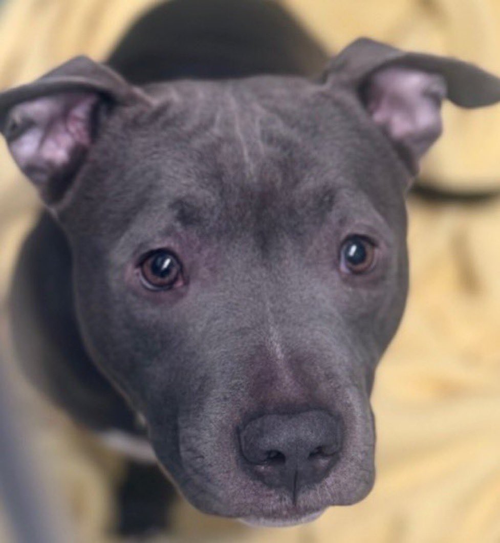 Moishe's Mom tweet media