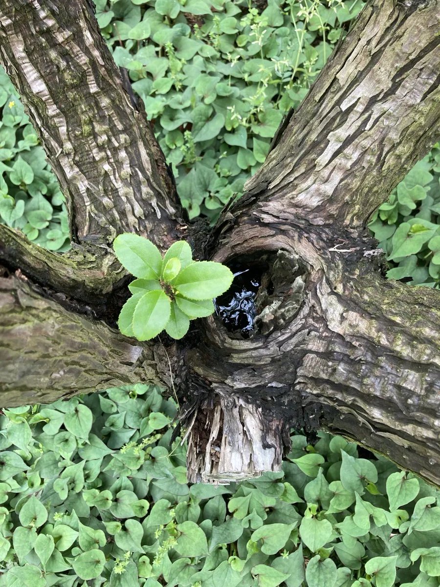 nnI9m9lZWO92038's tweet image. 大杉の割れ目から
別の植物の芽が出ていました🌱👀

おはようございます🌿
今日も、良い一日をお過ごしください😃