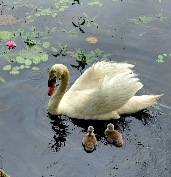 skelley6162's tweet image. Welcome, Lori! You too, my friend! #BetterTogether 🦢🌈☺️🍀