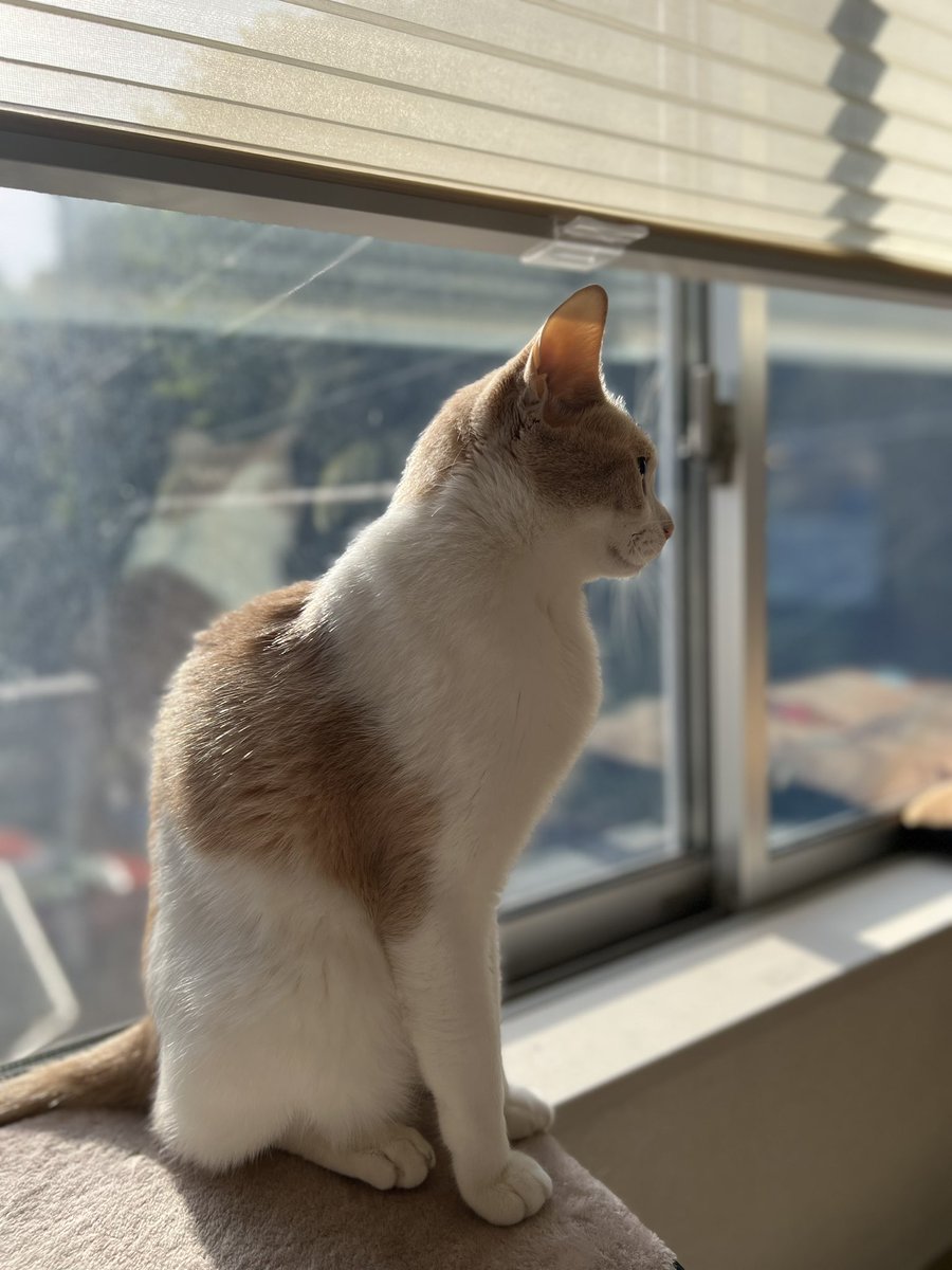 今日のおはようミルちゃん！
今日も私だけ早朝から仕事なので…行く前に撮影させてってお願いしたけど全然こっち見てくれなかったです🥲