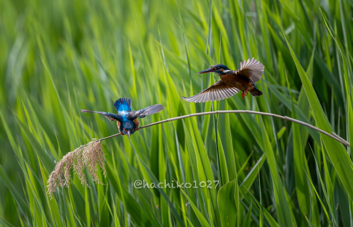 hachiko1027's tweet image. おもろいカワセミ夫婦🐦その②

#カワセミ #kingfisher #Canon #キヤノン党でほめあいたい