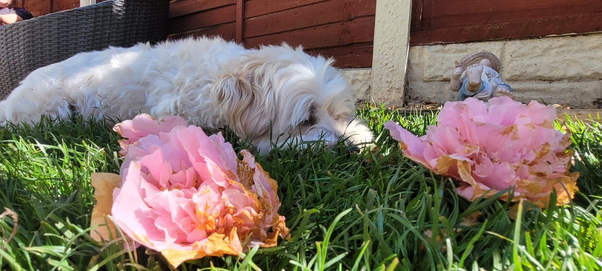 SteveMulville's tweet image. On such warm sunny Spring days Teddy boy will often seek shade on the lawn under the Camelia Tree 🌳 
Rest and be thankful 🐶💤 is Ted's motto..
#HappySaturday😊