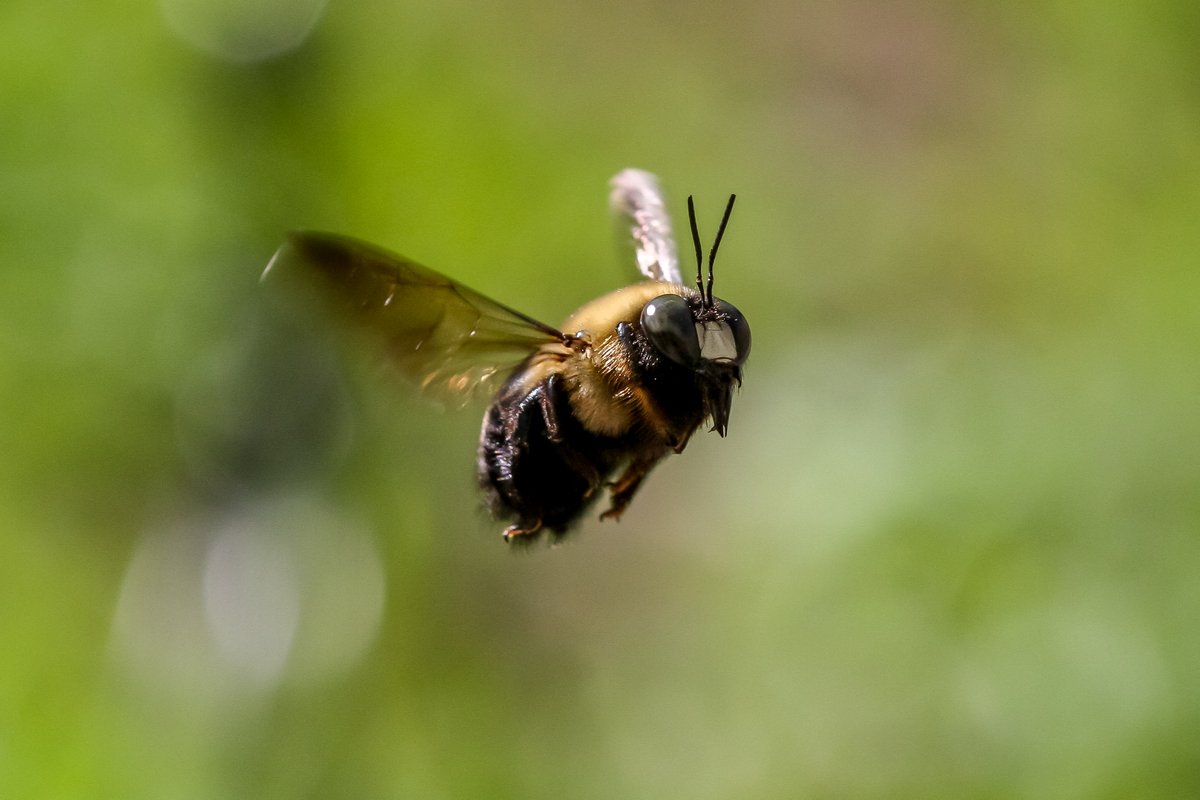 Back In The Yard🐝🦋 tweet media