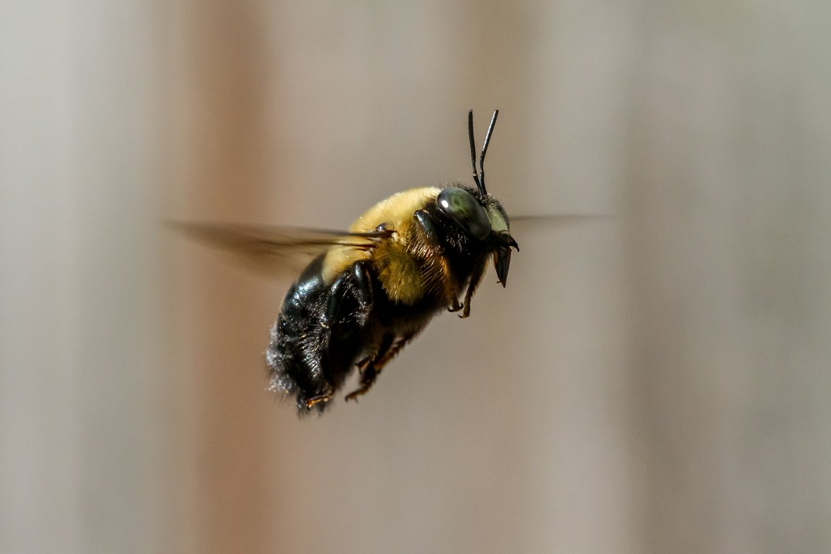 Back In The Yard🐝🦋 tweet media