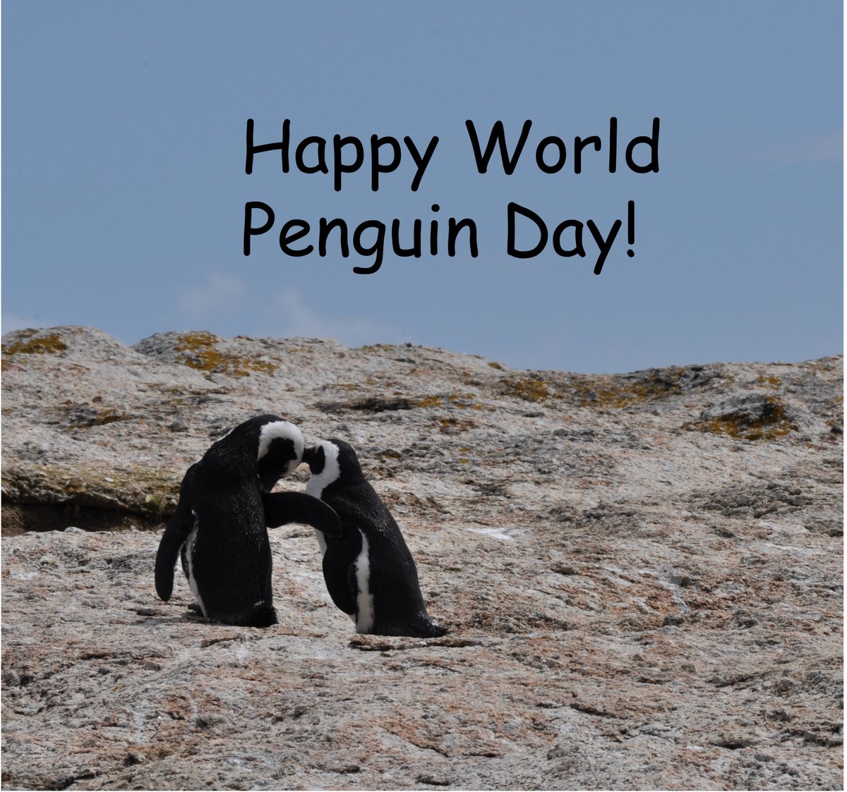 KsepkaLab's tweet photo. Happy #WorldPenguinDay! https://t.co/Melrm4nOl9
