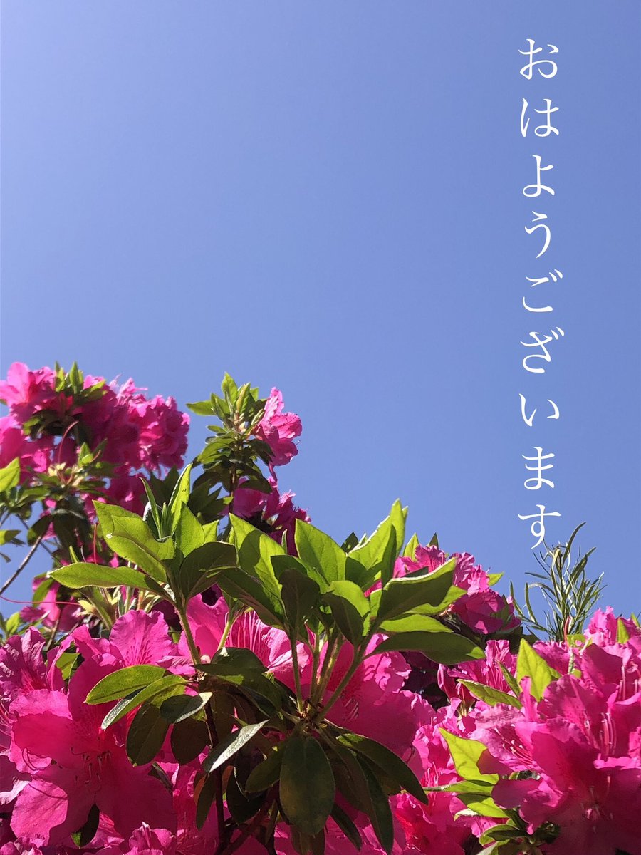 眠り姫の代わりに tweet media