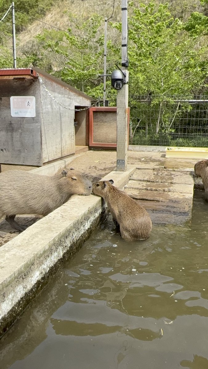 ♡エカちゃん＆チビちゃん♡
優しいお姉ちゃんになってね🤭✨
#capybara
#カピバラ
#袖ヶ浦ふれあいどうぶつ縁