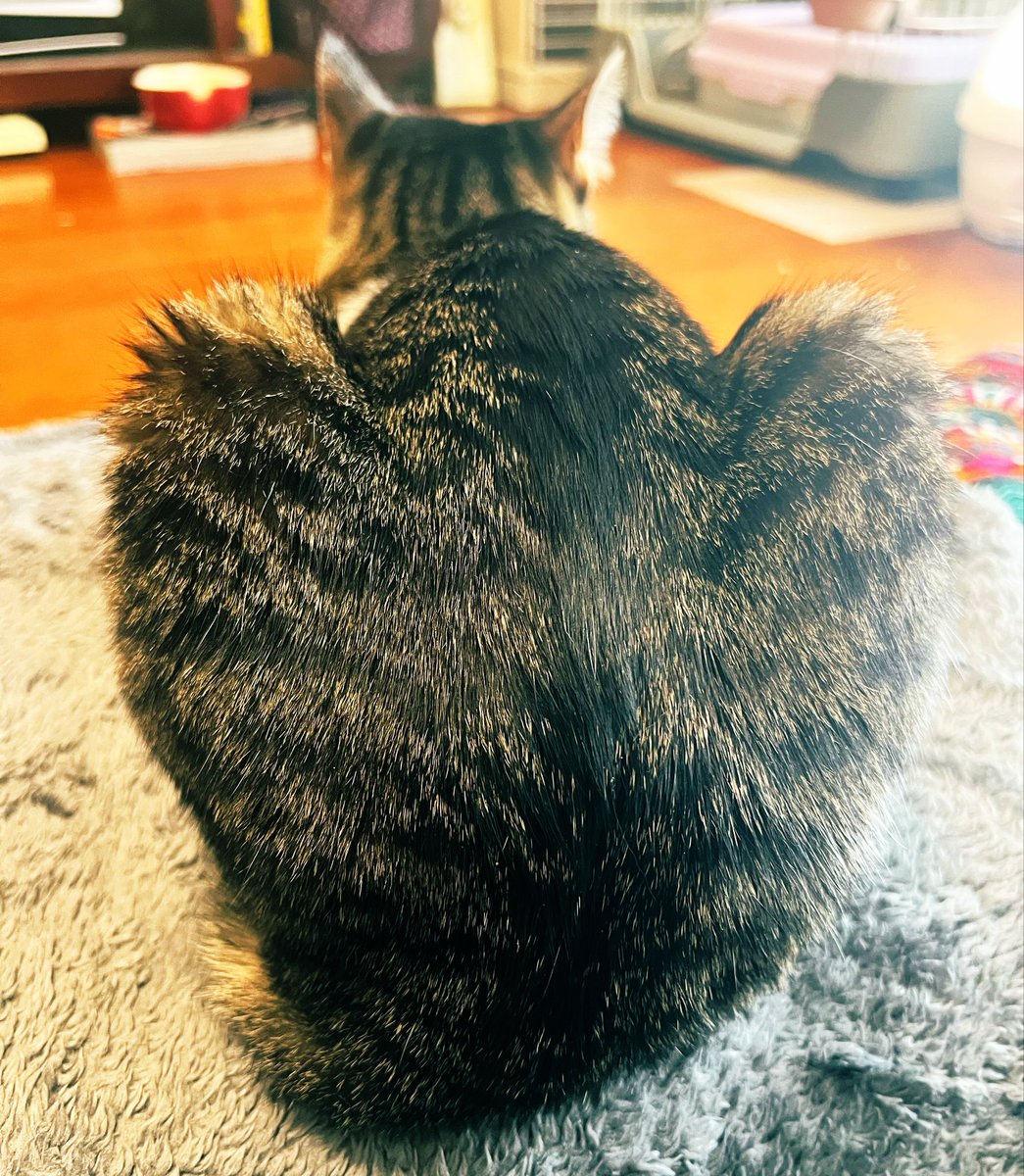 わたなべまき🌹Singer Song Writer tweet media