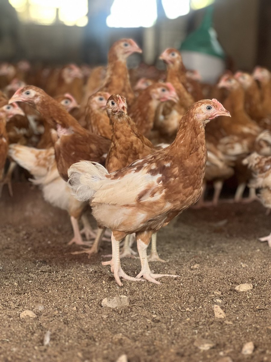 It’s raining cats &amp; dogs here in Benin City 🌧️🐔

Cold weather dey sweet but e fit stress your birds if you no prepare.

Quick tip: Increase bedding, reduce drafts, and monitor feed intake, layers fit drop egg production small if dem catch cold.
#PoultryFarming #NigeriaFarmers”