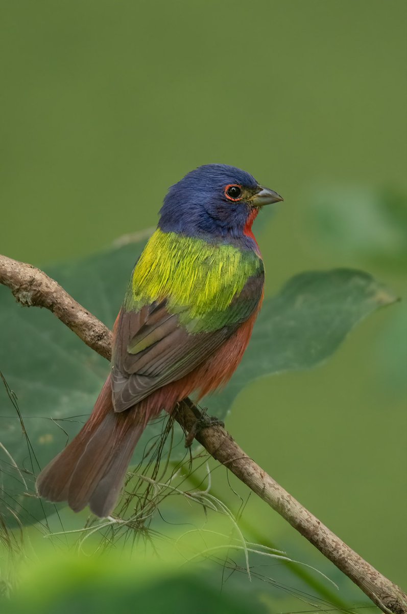 birdcrazed6's tweet image. The only other Bunting we get the opportunity to see here in the Southeast - The Painted Bunting. 

#TwitterNatureCommunity #BirdsOfTwitter