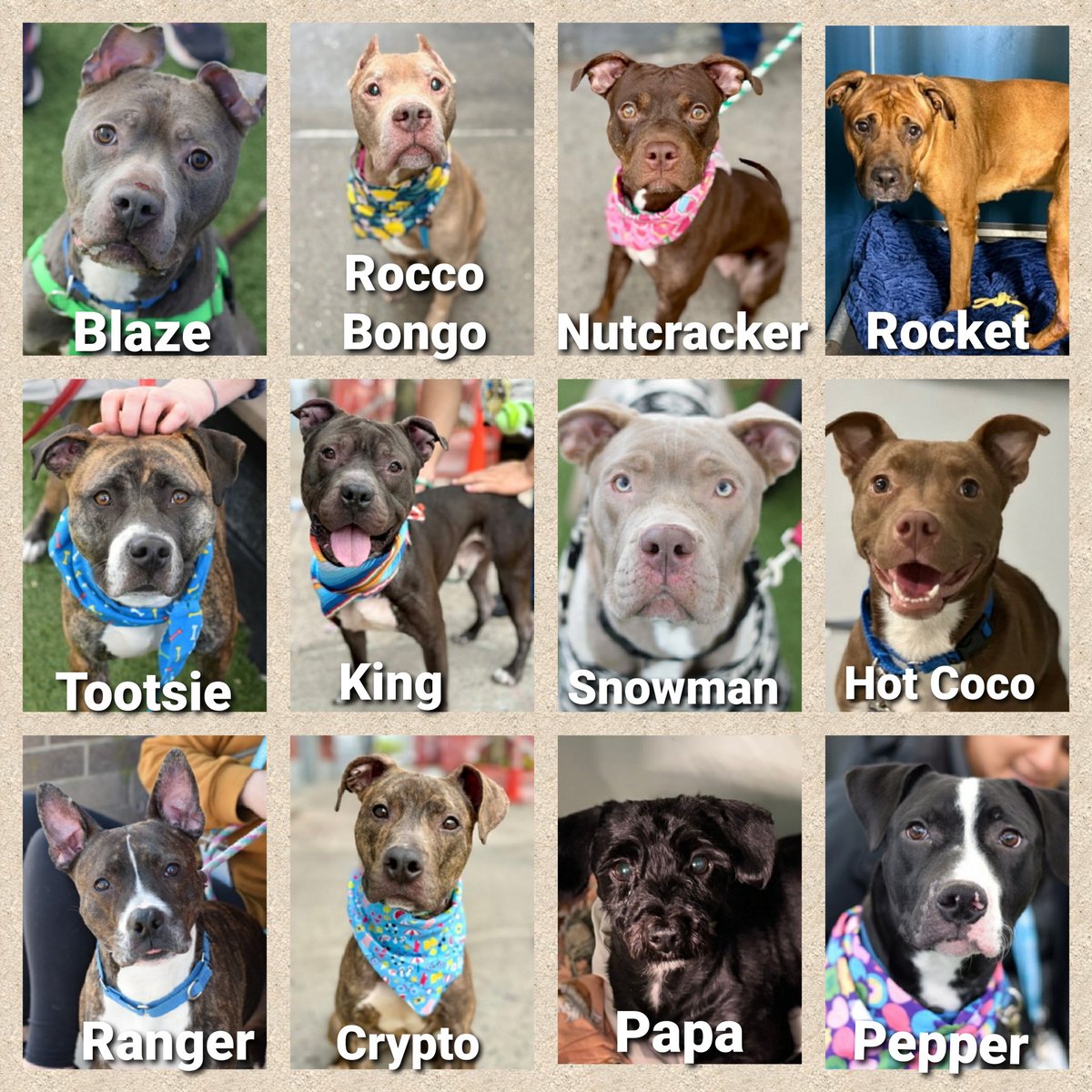 TAV4ACCMedicals's tweet image. TAP Pledge Totals
#PLEDGES #NYCACC 
#TeamAnimalVoice 

Kill Commands
Nutcracker $70 😭
Rocket $81 😭
Crypto $110 😭
Tootsie $135 😭
Rocco Bongo $200 😭
Ranger $205 😭
Hot Coco $205 😭
King $208 😭
Papa $220 😭
Snowman $315
Pepper $355
Blaze $370