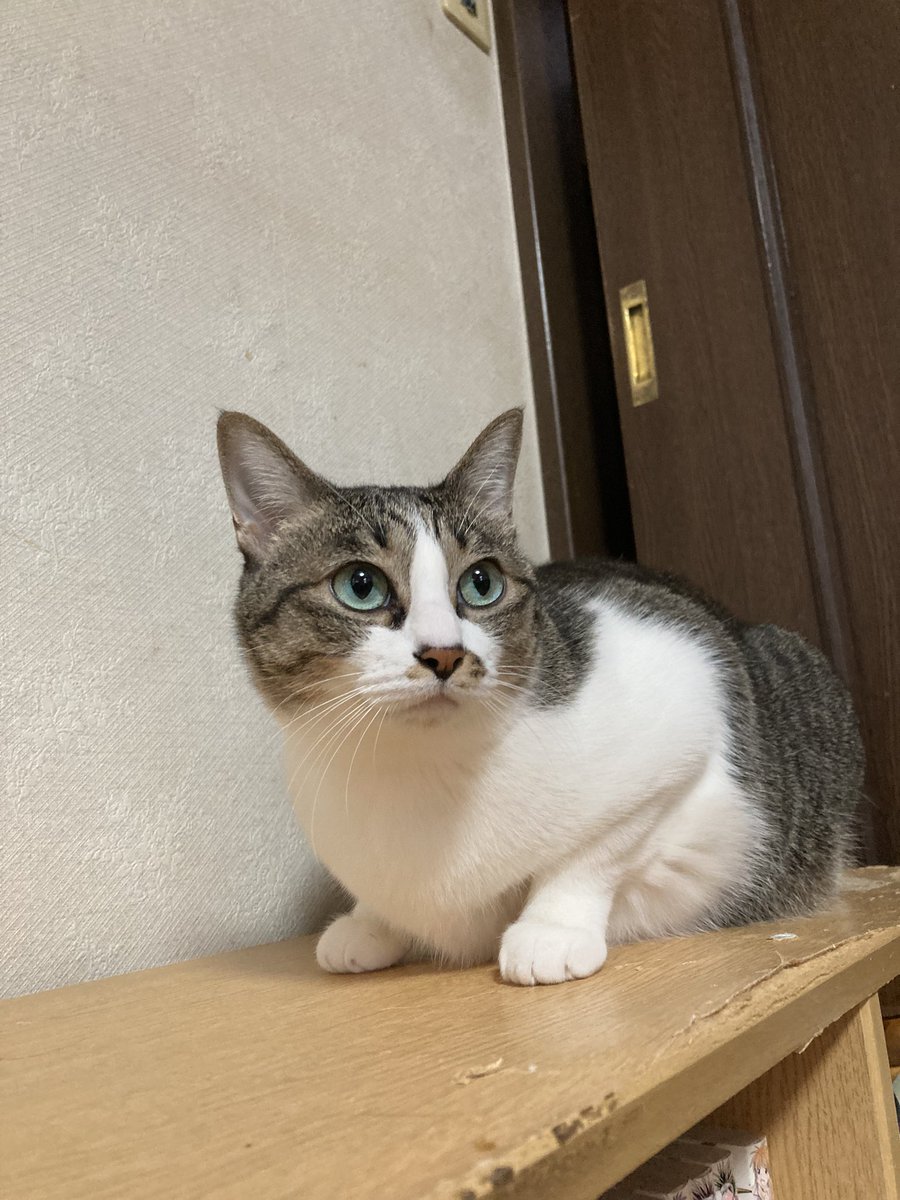 ぐでねこ『4月☆幸せのクローバー♡』 猫と四つ葉のクローバー🍀 (@4clover_cats) / Posts / X