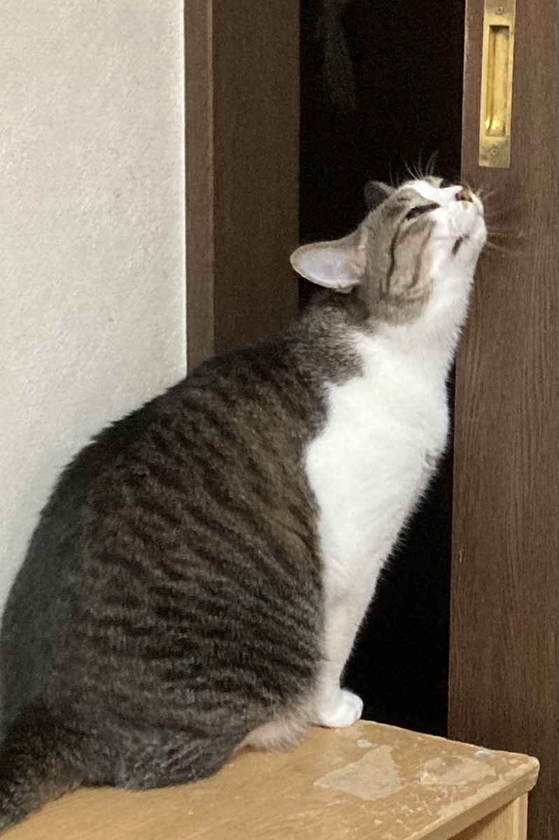 猫と四つ葉のクローバー🍀 (@4clover_cats) / Posts / X
