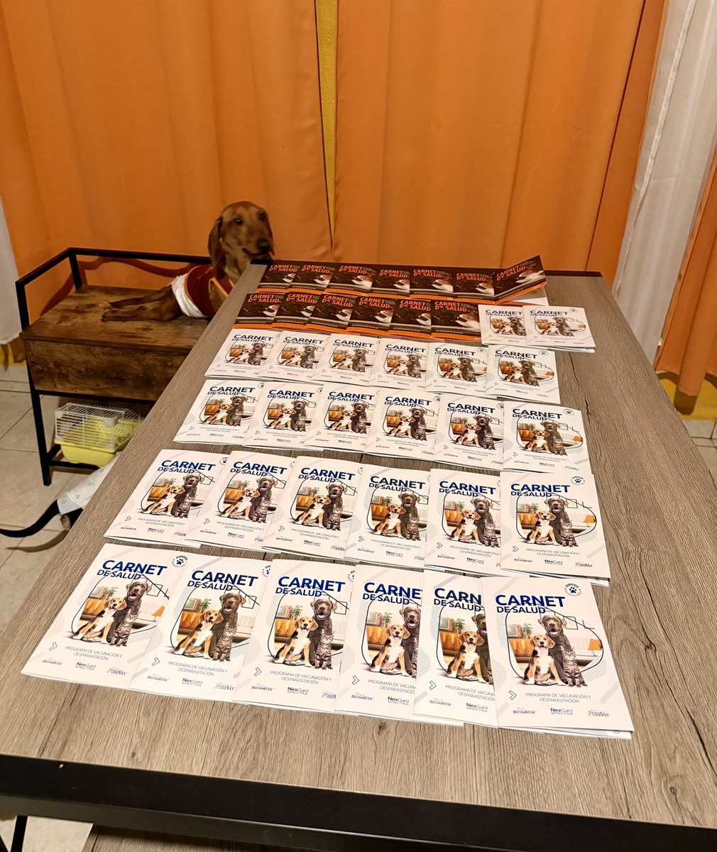 EscuadronSalchi's tweet photo. Queridos amigos🐾
A nombre de la tropa-manada Escuadrón Salchicha les damos las gracias a todos y cada uno de las madrinas y padrinos por su apoyo para llevar a cabo la vacunación anual 2026💉 
Nuestro agradecimiento especial para los médicos veterinarios por acudir hasta el cuartel y apoyarnos para lograr la misión, todos los huéspedes están protegidos con sus vacunas completas y primer desparasitación al corriente.

PD. : (faltan Gigio y Amor pues ambos son perritos reactivos, hoy los llevaremos directamente a la clínica para que sean vacunados por separado).

¡Gracias totales!🫶

En este hilo les estaremos compartiendo a cada uno de los chicos 👇