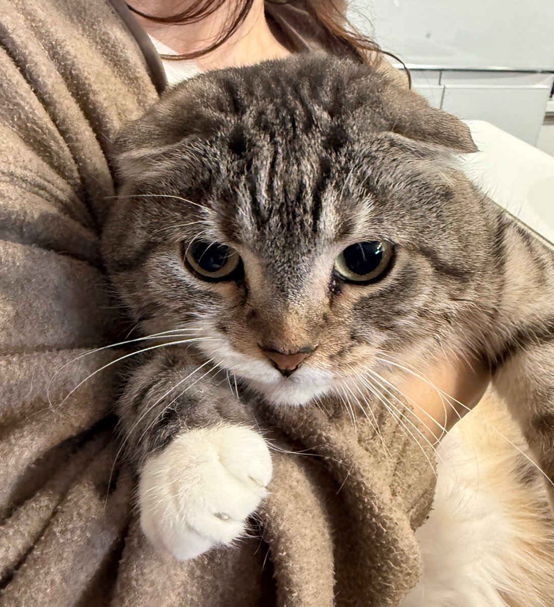 ねこぞー tweet media