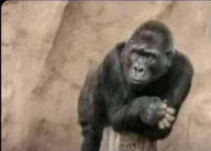 Trace lock 🕹️ tweet media