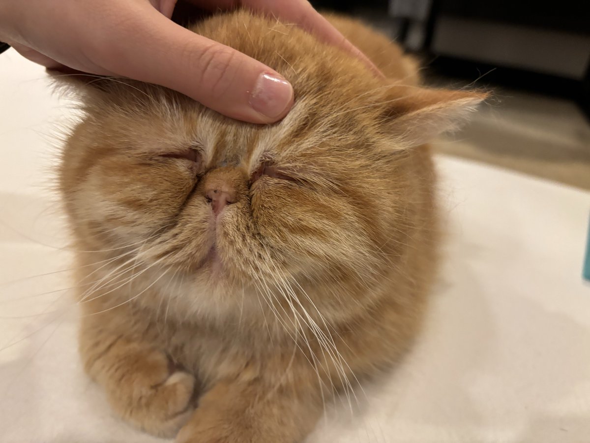 ちょちょもり tweet media