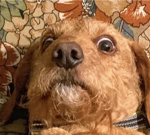 Festus Divine tweet media