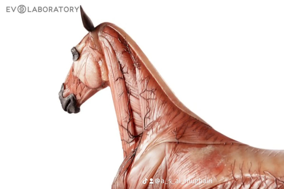 Ahmed Bin Suwayyid tweet media