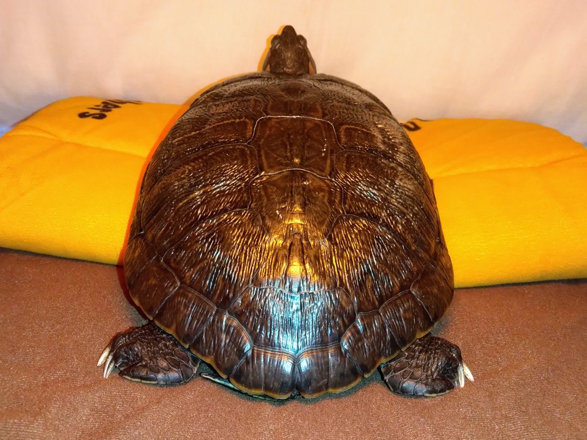 姐御の貫禄✨
碧生(りお)🐢さんの背中🤣