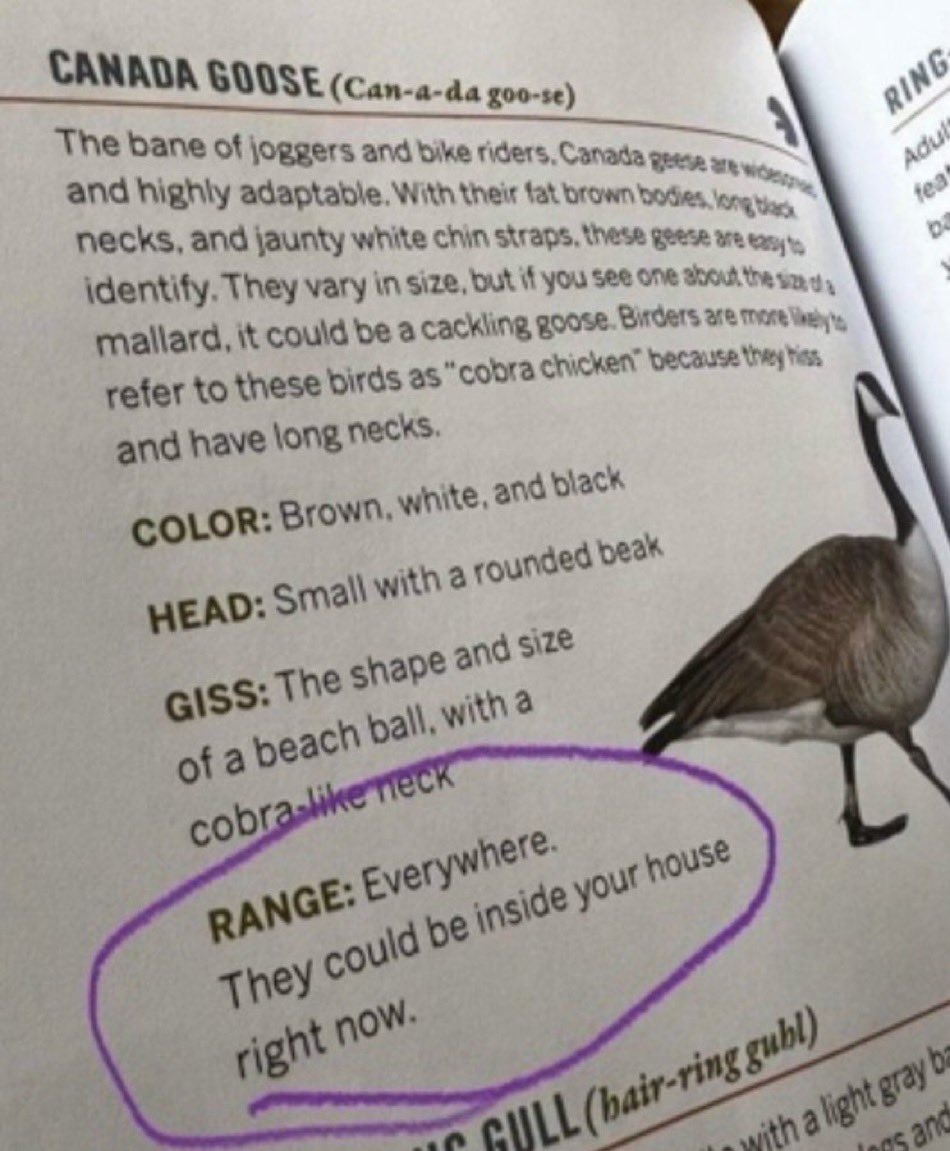 Oh Canaduh tweet media