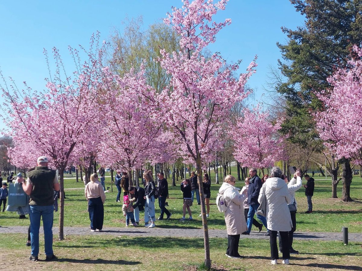 AurelijusZykas's tweet photo. おはようございます🌸Labas!
リトアニア🇱🇹の二番目の都市カウナスの🌸桜も満開です❣️
2018年に「育桜会」のおかげで植えた「カウナス🇱🇹🇯🇵日本友好公園」はまだ若いですが、毎年、花見の🕊️平和な雰囲気が楽しみです
🌸🌸🌸🌸🌸🌸🌸🌸
リトアニアで🌸桜公園は🌸15ヶ所にあるということ、ご存知でしょうか https://t.co/urxnaMxUF5