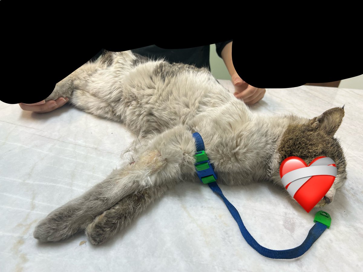 𓃬☼Atousa🇮🇷 tweet media