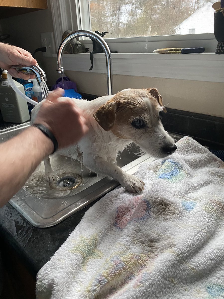 DaisyMaeJack's tweet image. I’ve been baffed! Something’s up! Tried to wipe da smell off 🙄😕🐾♥️ #nobaffs #dogsofX #suspicious