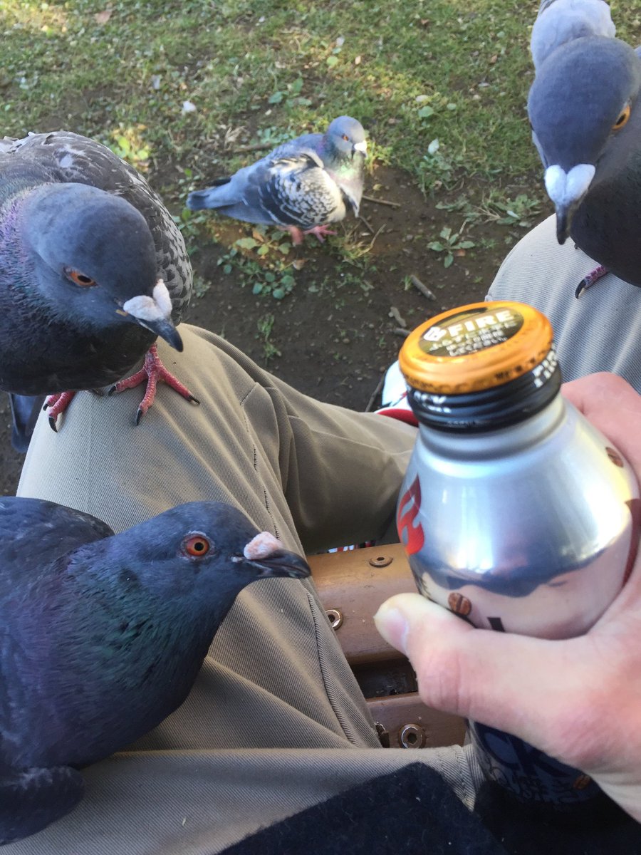 ハト人 tweet media