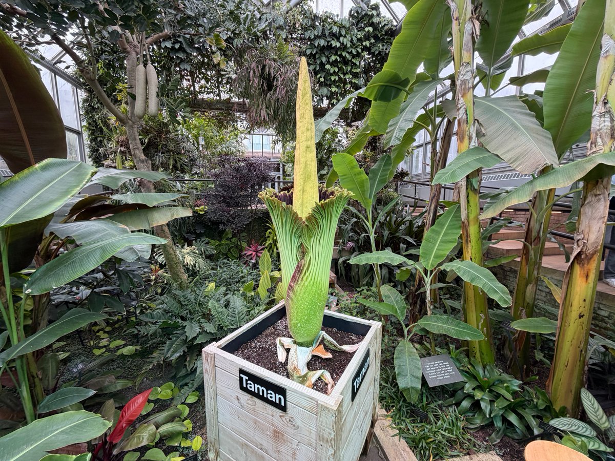 chicagobotanic's tweet photo. Bloom alert: Taman is now open! The titan arum started blooming around 1:30 p.m. today, and will continue blooming for approximately 24 to 36 hours. Stop by the Tropical Greenhouse to see the #corpseflower in person or check the live webcam: https://t.co/Tt0OdW7OAm https://t.co/BwIRyL13ML