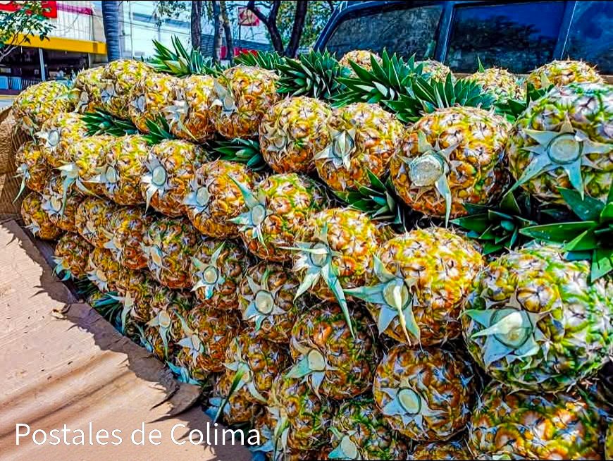 Tecomán, Colima, es mucho más que limón, coco, plátano y tamarindo 🌴🍋
También es tierra de mangos, melones y piñas llenos de sabor 🍍🥭
Un campo fértil que demuestra la gran riqueza agrícola de esta región.

facebook.com/share/p/1CUfvQ…
