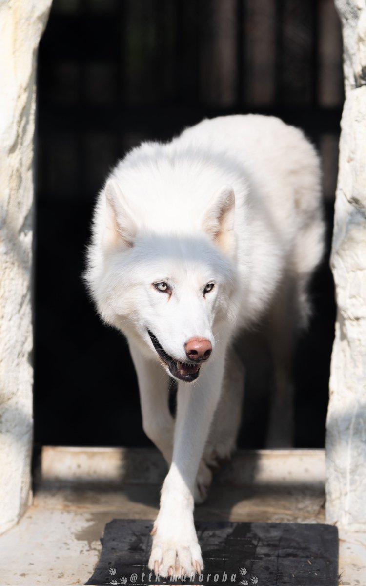 たつき🐺wolf photographer tweet media
