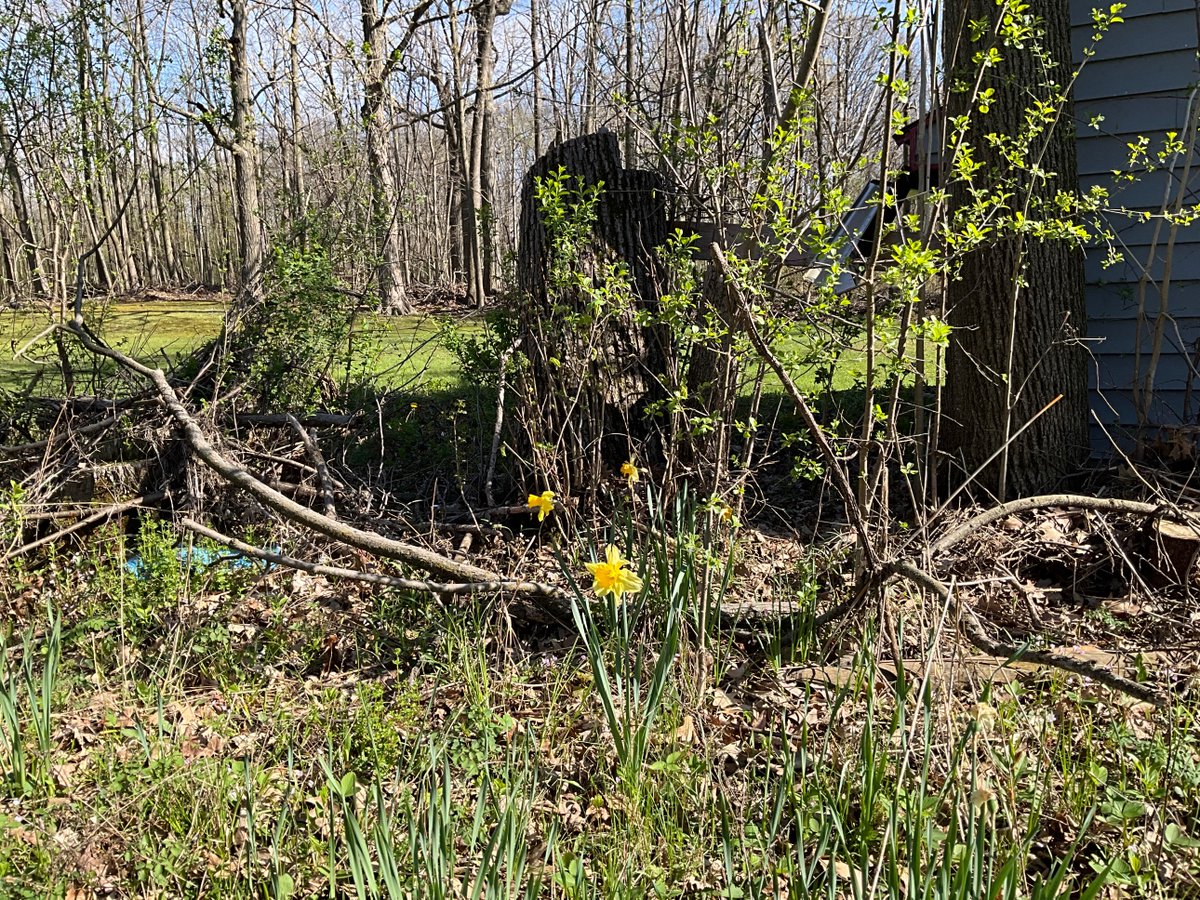 VlogsMeow's tweet image. #springvibe