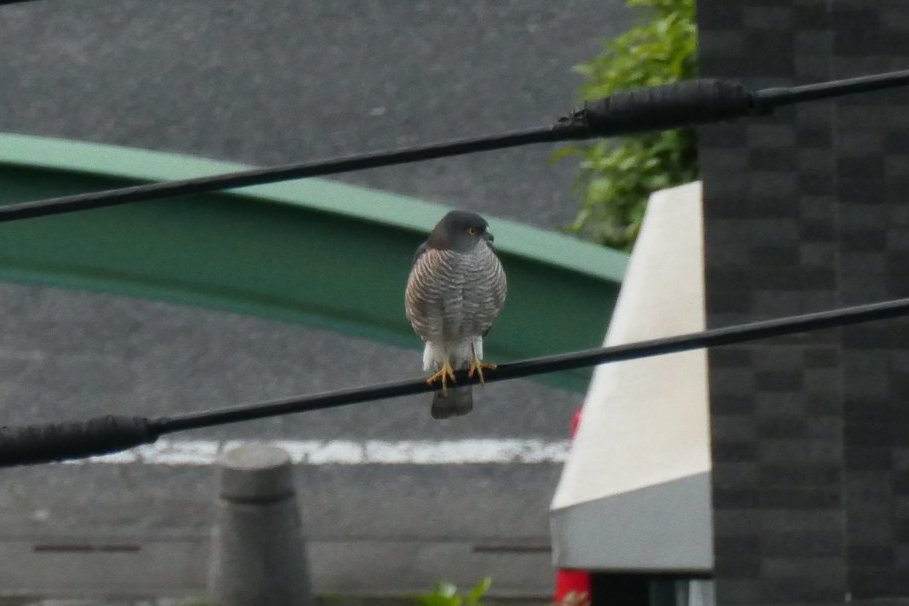 ビル街にツミがやってきて連日鳴き交わしている。巣をかけたらしい。腹部の白地に黒い縞のある方が雌で、雄の腹部は縞が薄く赤茶色っぽい。雌のほうが雄より少し大きい。足は黄色い。①④正面を向いた雌。⓶後ろ姿のつがい。③正面を向いた雄と背を向けた雌のつがい。
４月中旬。