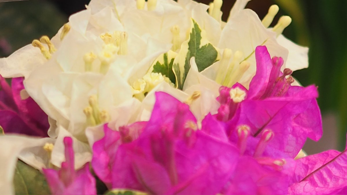 𓏸𓈒花凛𓈒𓏸…˖*֒ tweet media