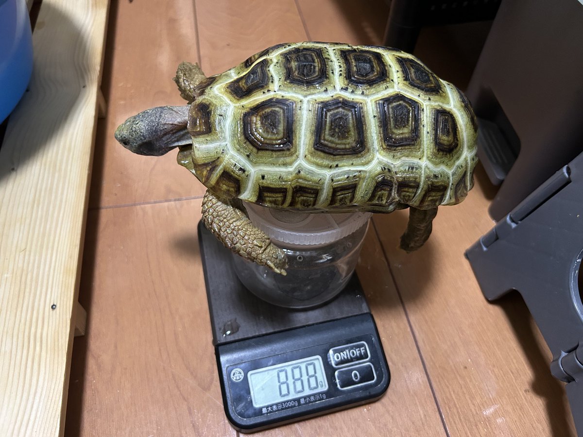 yasu_rep_snake's tweet photo. 去年より1月半遅れで雌が食べなくなりました。
2週間食べてないけど、やっぱり体重は減らない。
やはり、夏季の休眠といったところでしょうか。
#スピークセオレガメ https://t.co/efWx70C3Ge