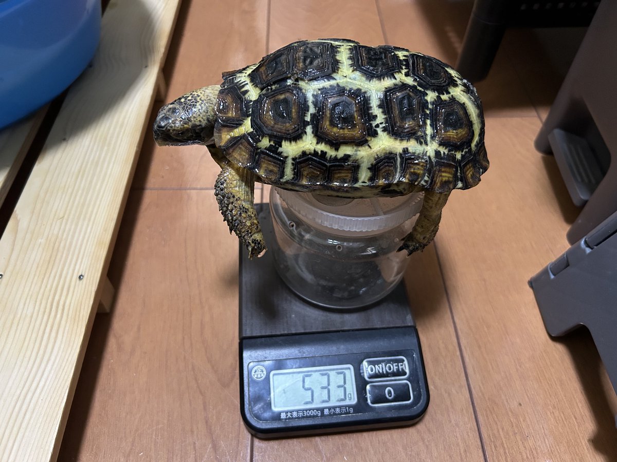 去年より1月半遅れで雌が食べなくなりました。
2週間食べてないけど、やっぱり体重は減らない。
やはり、夏季の休眠といったところでしょうか。
#スピークセオレガメ
