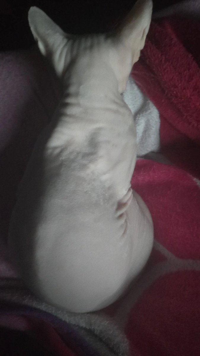 alice ;3 tweet media