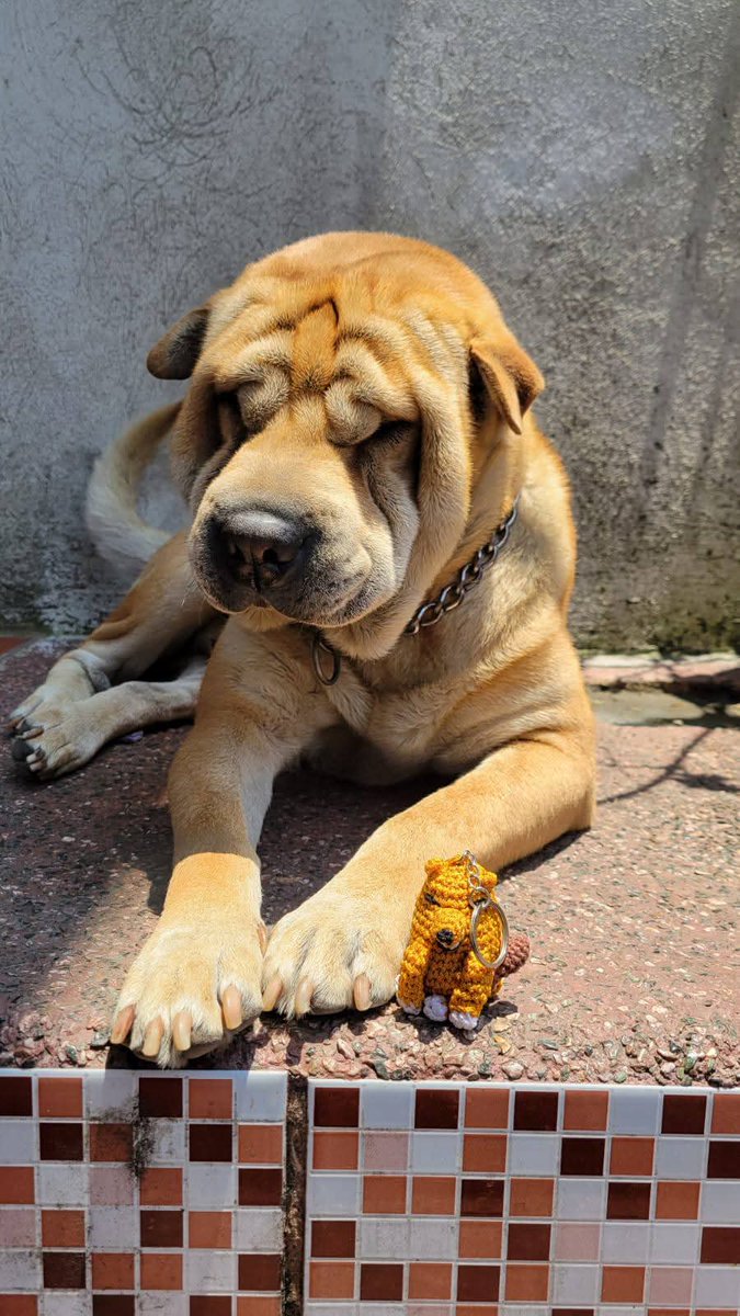 Mascotas Perdidas GT502 tweet media