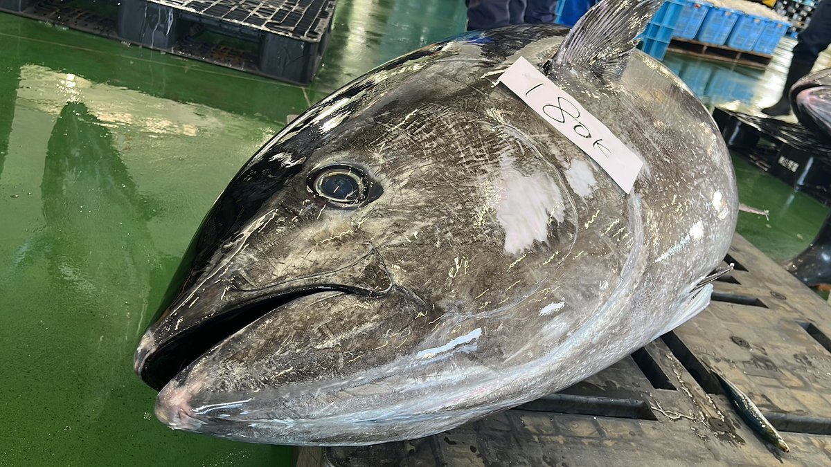 石川県のお魚 tweet media