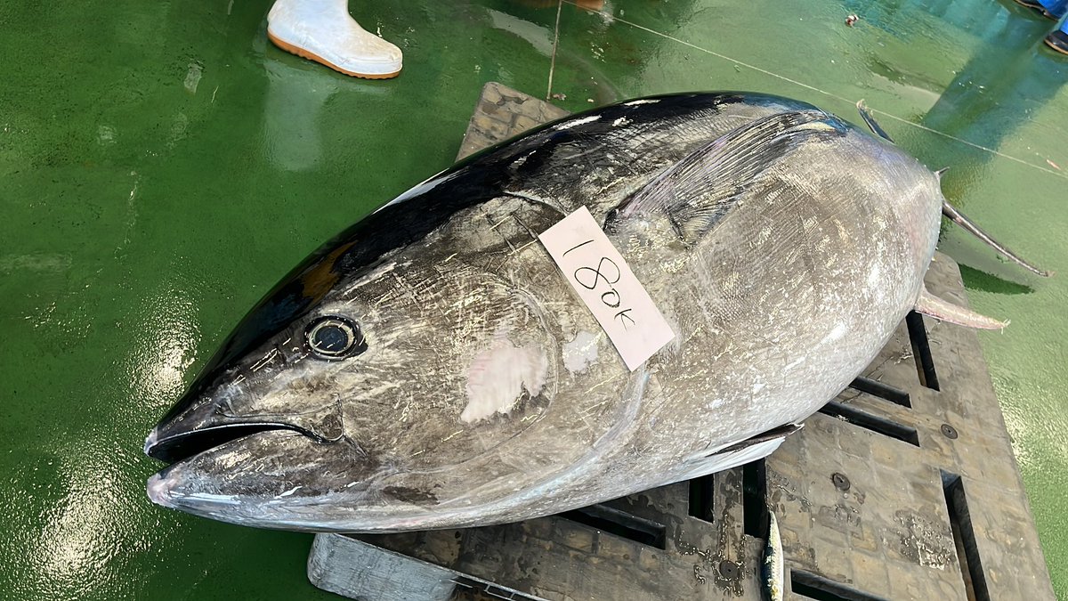 石川県のお魚 tweet media
