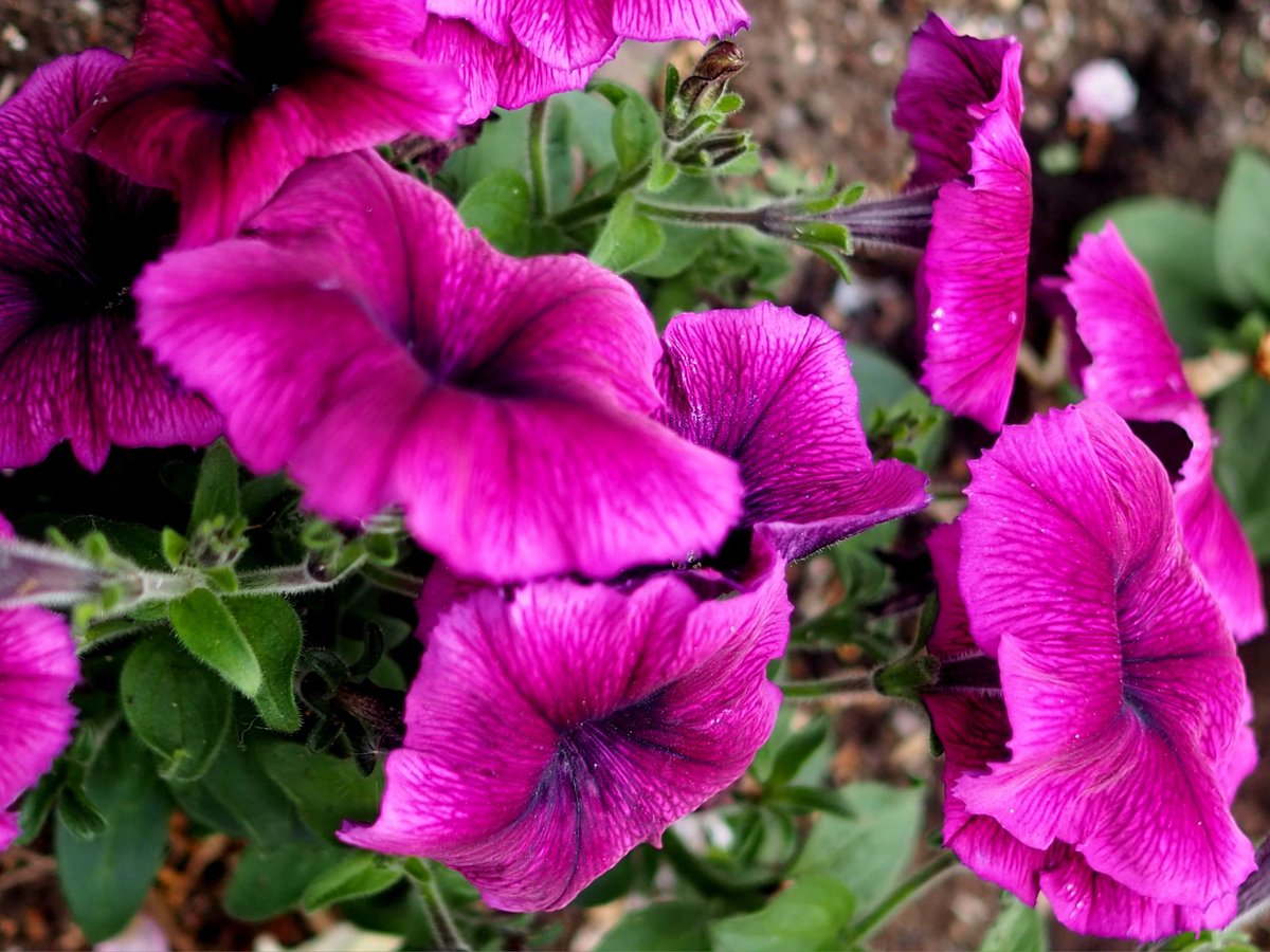 𓏸𓈒花凛𓈒𓏸…˖*֒ tweet media